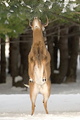 WLD 13 WF0025 01
White-Tailed Deer Stag Standing On Hind Legs To Feed On Pine