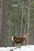 WLD 13 WF0026 01
Red Deer Stag Standing In Pine Forest In Winter