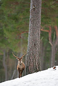 WLD 13 WF0027 01
Red Deer Stag Standing In Pine Forest In Winter