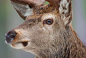 WLD 13 WF0028 01
Head Shot Of Red Deer Stag In Pine Forest In Winter