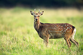 WLD 13 WF0029 01
Young Sika Deer Buck Standing Alert In Grass Field