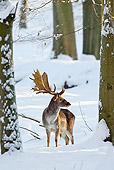 WLD 13 WF0030 01
Fallow Deer Stag Standing In Snowy Woods