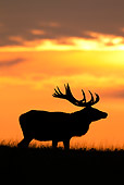WLD 13 WF0031 01
Silhouette Of Red Deer Stag Standing In Meadow At Sunset