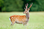 WLD 13 WF0032 01
Sika Deer Stag In Velvet Standing In Meadow