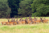 WLD 13 WF0033 01
Herd Of Sika Deer Stag In Velvet Standing In Meadow