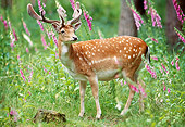WLD 13 WF0034 01
Fallow Deer Stag Standing In Meadow By Pink Wildflowers