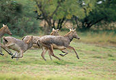 WLD 13 WF0035 01
Pere David's Deer Running Through Field