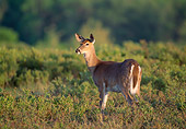 WLD 13 CE0001 01
White-tailed Deer Doe Standing In Field
