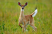 WLD 13 DB0001 01
Whitetail Deer Fawn In Habitat