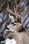 WLD 13 DB0002 01
Profile Head Shot Of Mule Deer Buck In Winter