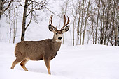 WLD 13 DB0003 01
Mule Deer Buck Standing In Snow