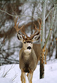WLD 13 DB0004 01
Mule Deer Buck Standing In Snow