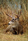 WLD 13 DB0005 01
Mule Deer Buck Laying In Field In Autumn