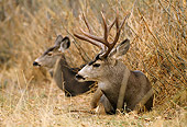 WLD 13 DB0006 01
Mule Deer Buck And Doe Bedded In Field In Autumn
