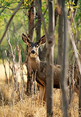WLD 13 DB0007 01
Mule Deer Doe Standing In Forest In Autumn