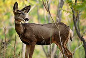 WLD 13 DB0008 01
Mule Deer Doe Standing In Forest In Autumn