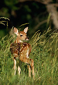 WLD 13 DB0009 01
White-tailed Deer Fawn Standing In Field In Summer