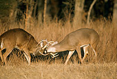 WLD 13 DB0010 01
White-tailed Deer Bucks Fighting During Rut
