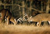 WLD 13 DB0011 01
White-tailed Deer Bucks Fighting During Rut