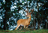 WLD 13 DB0013 01
White-tailed Deer Buck In Velvet In Forest