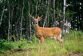 WLD 13 DB0014 01
Profile Of White-tailed Deer Buck In Velvet At Edge Of Forest