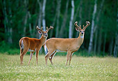 WLD 13 DB0015 01
Profile Of Two White-tailed Deer Bucks In Velvet At Edge Of Forest