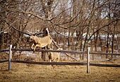 WLD 13 DB0017 01
Two White-tailed Deer Bucks Jumping Fence Near Woods In Winter