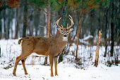 WLD 13 DB0018 01
Profile Of White-tailed Deer Buck Standing In Snow Near Woods