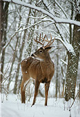 WLD 13 DB0021 01
White-tailed Deer Buck Standing In Woods In Winter
