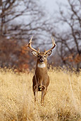 WLD 13 DB0031 01
Head On White-tailed Deer Buck Standing In Field Near Woods In Autumn