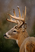 WLD 13 DB0033 01
Profile Head Shot White-tailed Deer Buck In Falling Snow