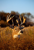 WLD 13 DB0034 01
Portrait Head Shot White-tailed Deer Buck In Meadow