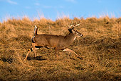 WLD 13 DB0036 01
Profile Of White-tailed Deer Buck Running In Field In Autumn