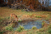 WLD 13 DB0037 01
White-tailed Deer Buck Drinking At Watering Hole In Autumn