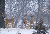 WLD 13 DB0038 01
Four White-tailed Deer Bucks Standing In Snowstorm In Woods