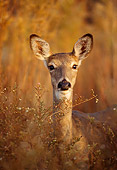 WLD 13 DB0039 01
Head On Head Shot White-tailed Deer Doe In Meadow In Autumn