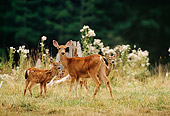 WLD 13 DB0040 01
Black-tailed Deer Doe And Twin Fawns Standing In Field