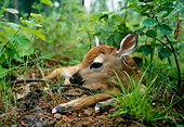 WLD 13 DB0041 01
Newborn White-tailed Deer Fawn Bedded In Forest