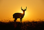 WLD 13 DB0042 01
Silhouette Profile Of White-tailed Deer Buck Standing In Field At Sunrise