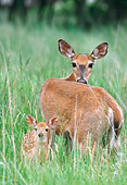WLD 13 GR0002 01
White-Tailed Deer Doe And Fawn Standing In Field Of Tall Grasses