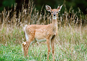 WLD 13 GR0003 01
White-Tailed Deer Fawn Standing In Field Of Tall Grasses
