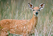 WLD 13 GR0004 01
Close-Up Of White-Tailed Deer Fawn Standing In Field Of Tall Grasses