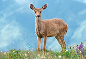 WLD 13 GR0005 01
Juvenile Black-Tailed Deer Standing In Field