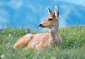 WLD 13 GR0006 01
Juvenile Black-Tailed Deer Laying In Field