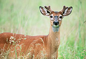 WLD 13 GR0007 01
Close-Up Of White-Tailed Deer Buck Standing In Field