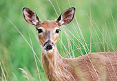 WLD 13 GR0010 01
Head Shot Of White-Tailed Deer Doe Standing In Field