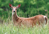 WLD 13 GR0011 01
Close-Up Of White-Tailed Deer Doe Standing In Field