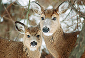 WLD 13 GR0012 01
Close-Up Of White-Tailed Deer Doe And Fawn Standing In Snowy Woods