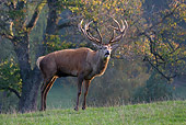 WLD 13 KH0001 01
Red Deer Stag Standing In Field