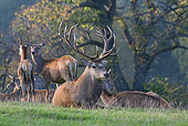 WLD 13 KH0002 01
Herd Of Red Deer Laying And Standing In Field